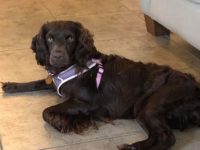 OLBD Daisey092820182