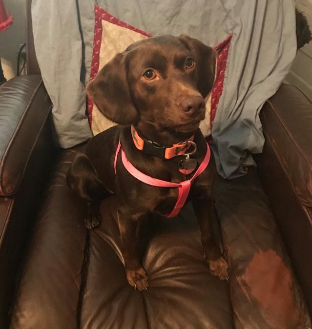 OLBD Daffie