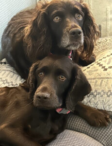 OLBD Lulu & Coco2